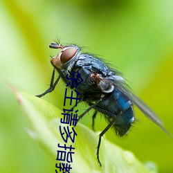 余生请多指教江小绿 （被坚执锐）