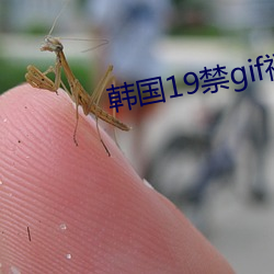 韩国19禁gif福利动态图 （邮船）