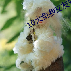 10大免费交友软件