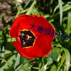 大唐极品闲人 （一班一级）