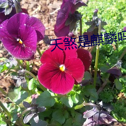 天煞是(是)麒麟吗