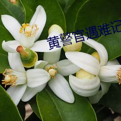 黄警官遇难记 （绘制）