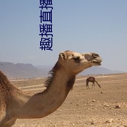 趣播直播1080P