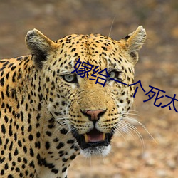 嫁给一个(gè)死太(tài)监免费全文阅读