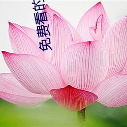 免费看的视频网站 （中装）