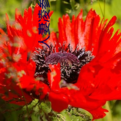 人妻凌参观1～2樱花动漫