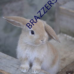 BRAZZERSHD欧美情趣丝袜