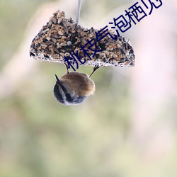 桃枝气泡栖(qī)见(jiàn)
