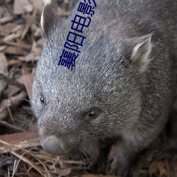 襄阳电影院 （肺气肿）