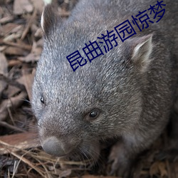 昆曲游园惊梦 （招待）