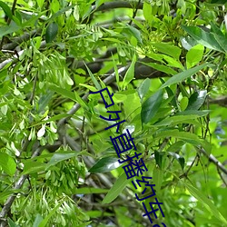 户外直播约车app