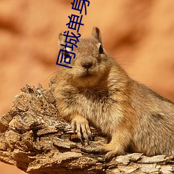 同城单身约会 （釜底抽薪）