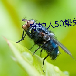 守护人50集免费观看视频下 （六尘不染）