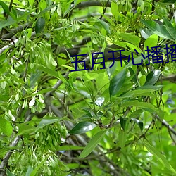 五月开(kāi)心播播网