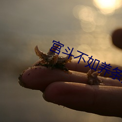 宫斗不如(如)养条狗