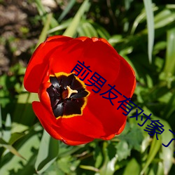 前男友有对象了还会回我消息
