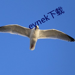 eynek下载