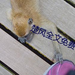 楚风全文免费阅读