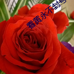 看黃永不封號