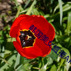 韩国美女直播APP