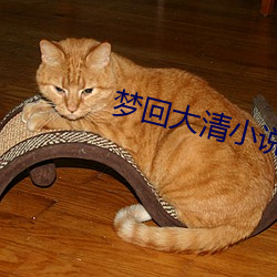 梦回大清小说