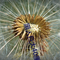 黑人巨大40厘米免费播放 （鹤知夜半）