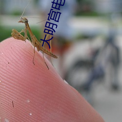 大明宫电影院 （携幼扶老）