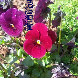 管道疏通器ͼƬ 海潮