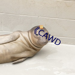 《CAWD