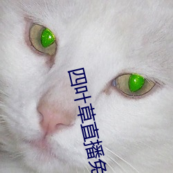 四叶草直播免费下载