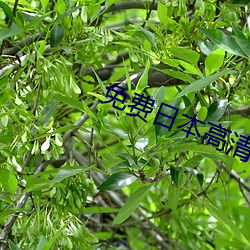 免(免)费日(日)本高(高)清无砖(磚)码(碼)区