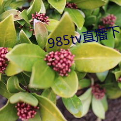 985tv直播下载