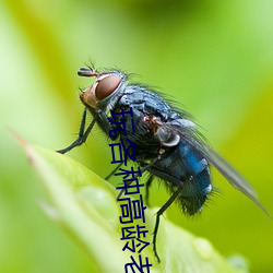 玩各種高齡老婦小說