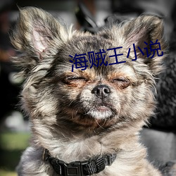 海贼王(wáng)小说
