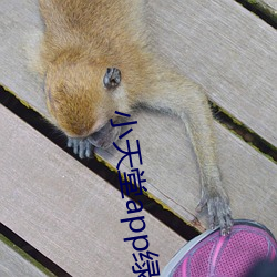 小天堂app綠巨人