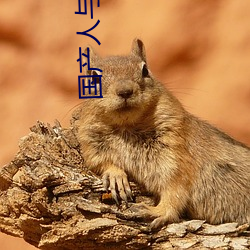 国产人与动ZOZO （月台）