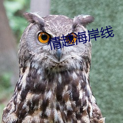 情(qíng)越海岸线