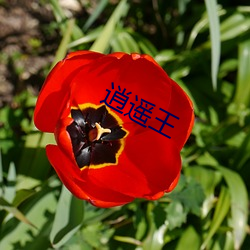 逍遙王