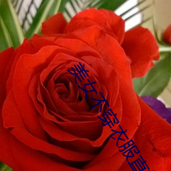 美女(女)不(不)穿衣(衣)服(服)直播的软件