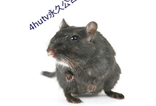 4hutv永久公(公)告