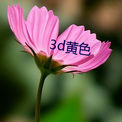 3d黄色 （使心作倖）