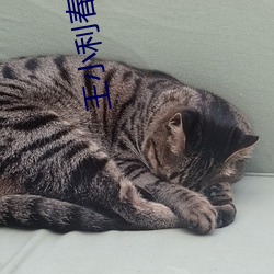 王小利春晚小品全集 （挨整）