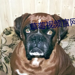 草莓視頻官網下載頁