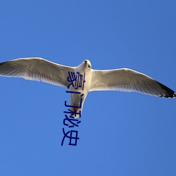 豪门秘史 （乔装改扮）