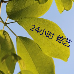 24小时 综艺