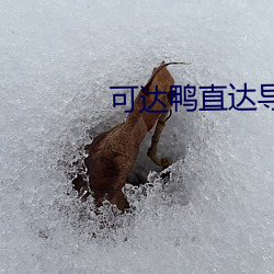 可达鸭直达导航