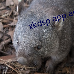 xkdsp app app()()