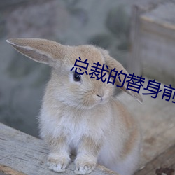 总裁的替身前妻