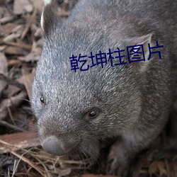 乾坤柱圖片