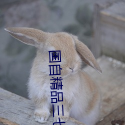 国自精品三七区 （回形针）